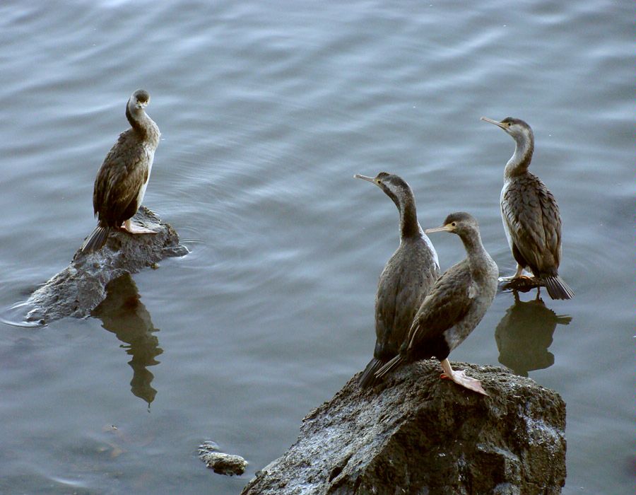 Day Tours Dunedin New Zealand Day Tours Dunedin New Zealand