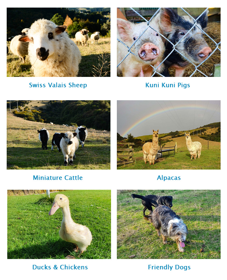 Main Photo Collage Farm Tour