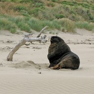 Iconic-Tours-Catlins-02.jpg