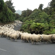 Iconic-Tours-Catlins-05.jpg