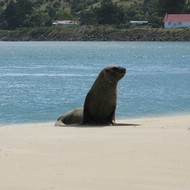 Iconic-Tours-Catlins-06.jpg