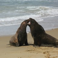 Iconic-Tours-Catlins-11.jpg