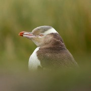 Iconic-Tours-Dunedin-02.jpg