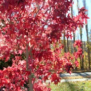 Iconic-Tours-Garden-Tours-03.jpg