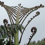 Iconic-Tours-Garden-Tours-06.jpg
