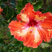 Iconic-Tours-Garden-Tours-07.jpg