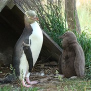 Iconic-Tours-Otago-Peninsula-03.jpg