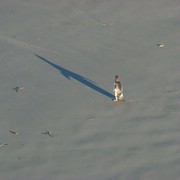 Iconic-Tours-Otago-Peninsula-04.jpg