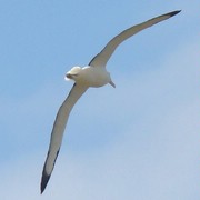 Iconic-Tours-Otago-Peninsula-05.jpg