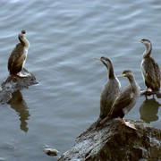 Iconic-Tours-Otago-Peninsula-07.jpg