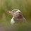 Iconic-Tours-Dunedin-02.jpg