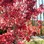 Iconic-Tours-Garden-Tours-03.jpg