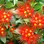 Iconic-Tours-Garden-Tours-04.jpg