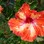 Iconic-Tours-Garden-Tours-07.jpg