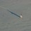 Iconic-Tours-Otago-Peninsula-04.jpg