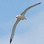 Iconic-Tours-Otago-Peninsula-05.jpg