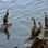 Iconic-Tours-Otago-Peninsula-07.jpg