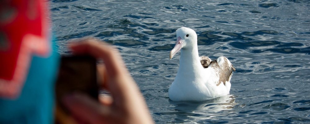 Albatross Click