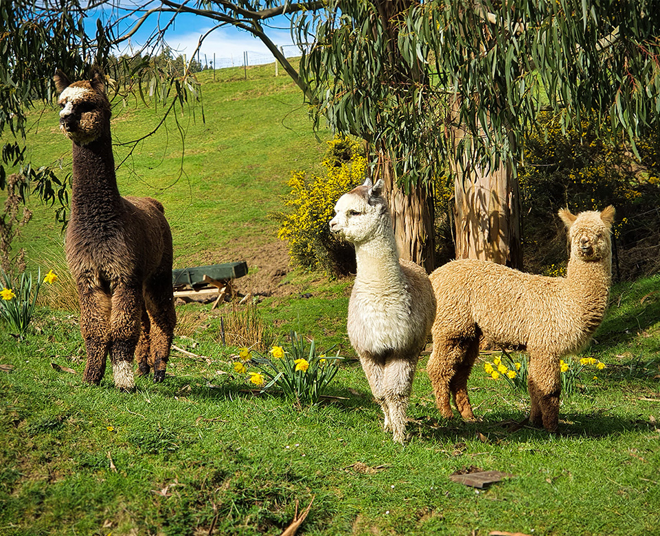 Alpaca Boys