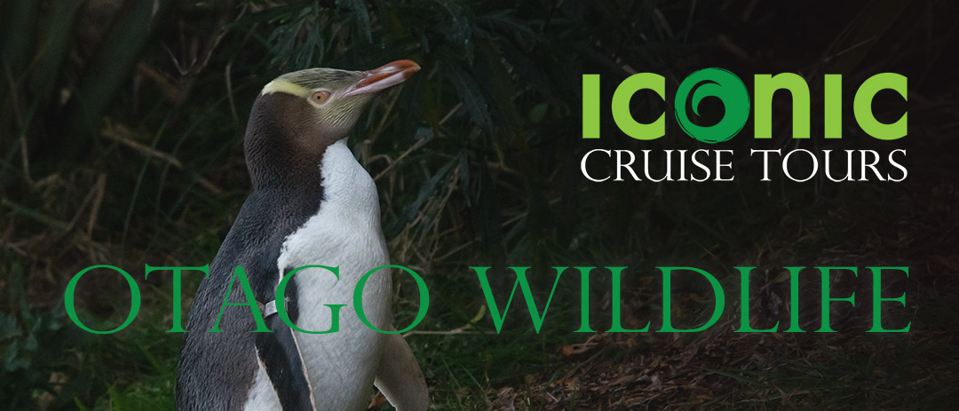 Otago Wildlife Cruise Tour