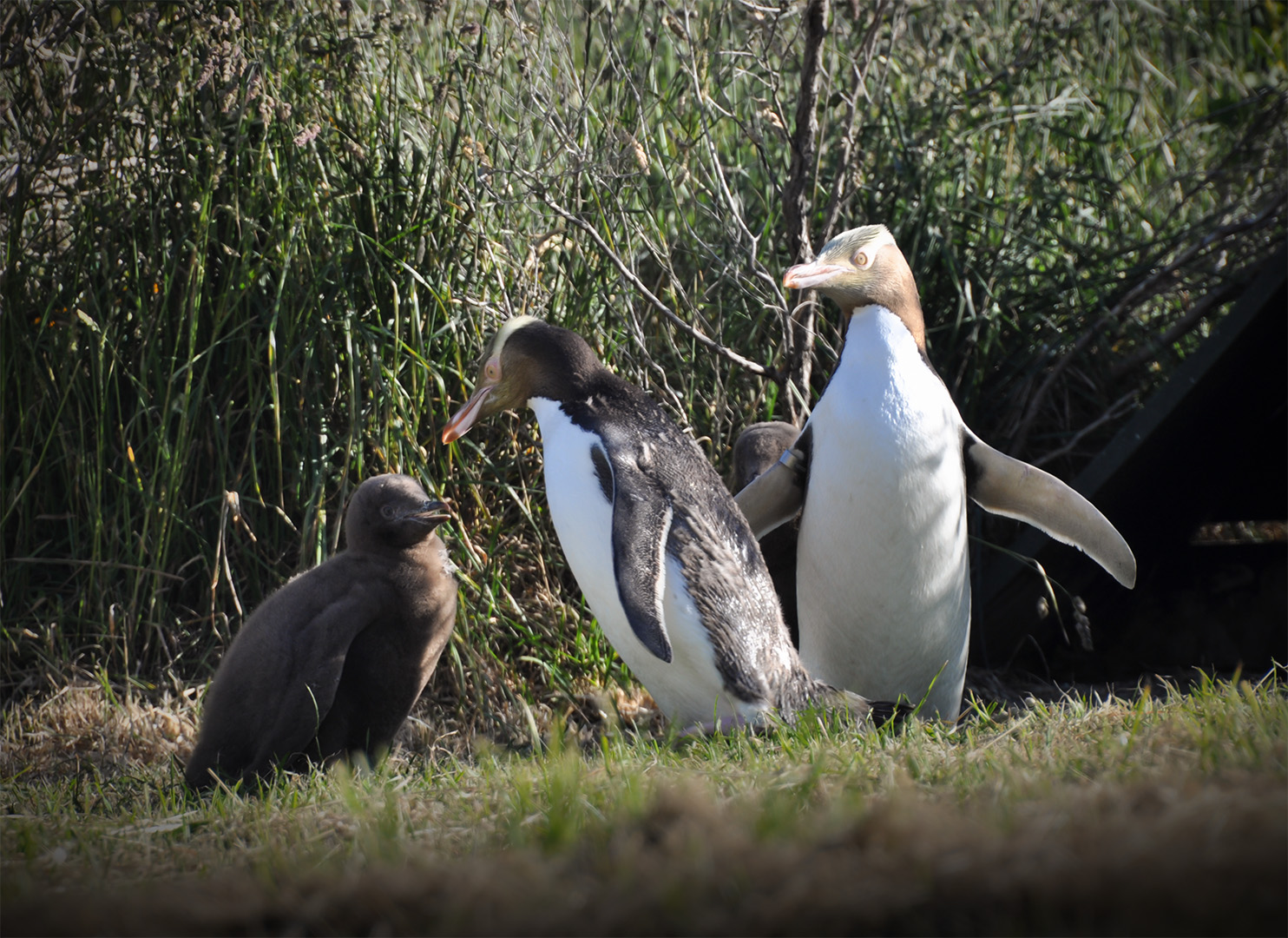 Penguin Family