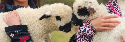 Girls with Lambs