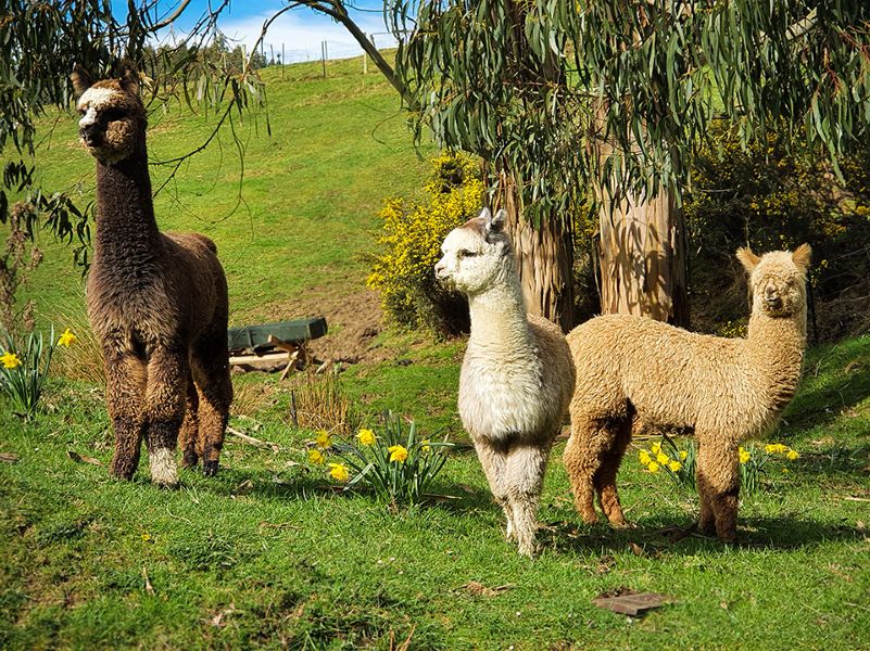 Alpaca Boys