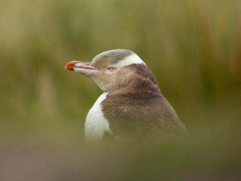 Iconic-Tours-Dunedin-02.jpg