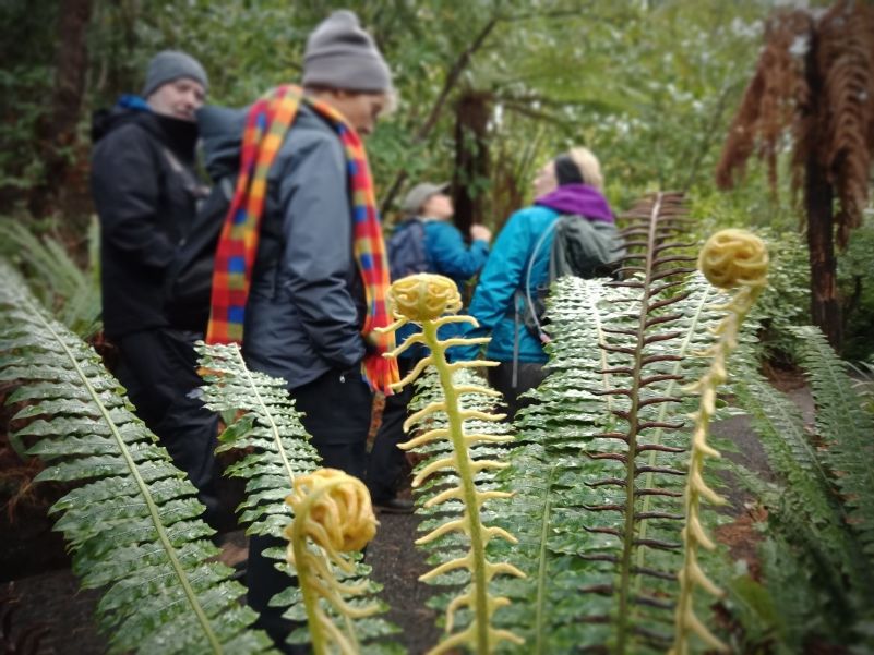 Fern Walk